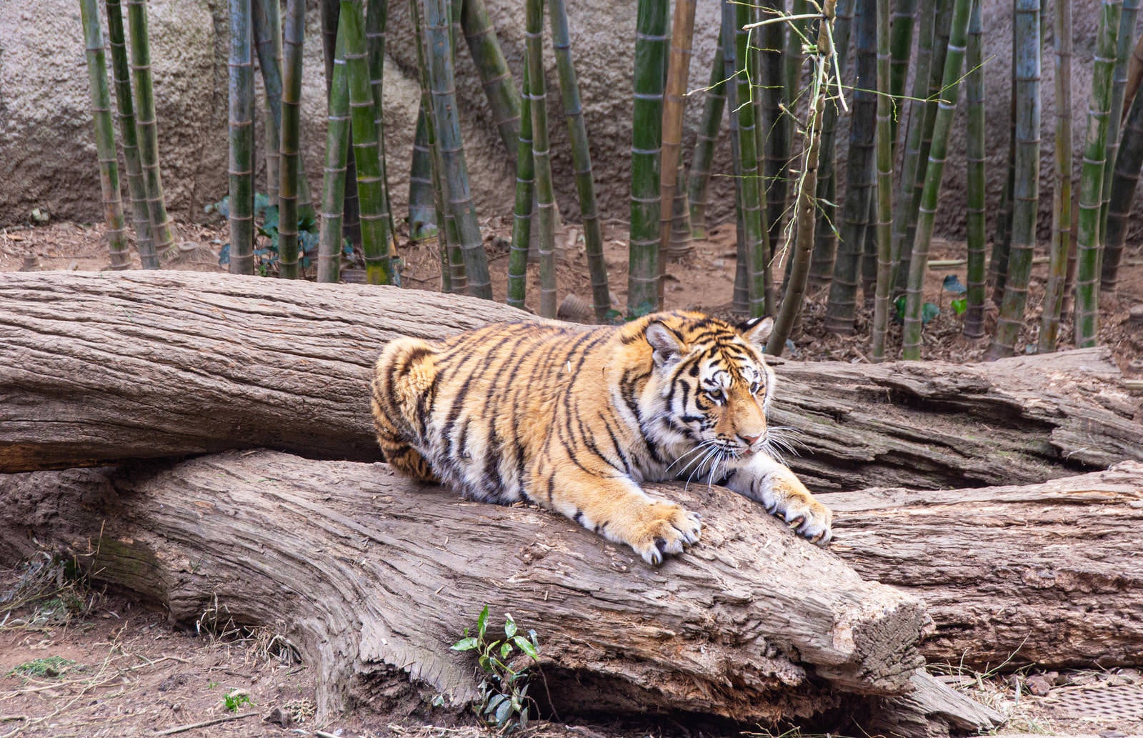 「夢中で爪とぎしているトラ」の写真