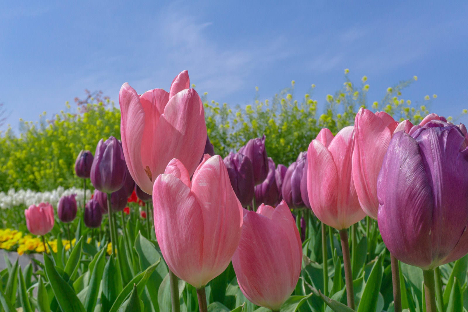 「チューリップや菜の花が見える春の花畑」の写真