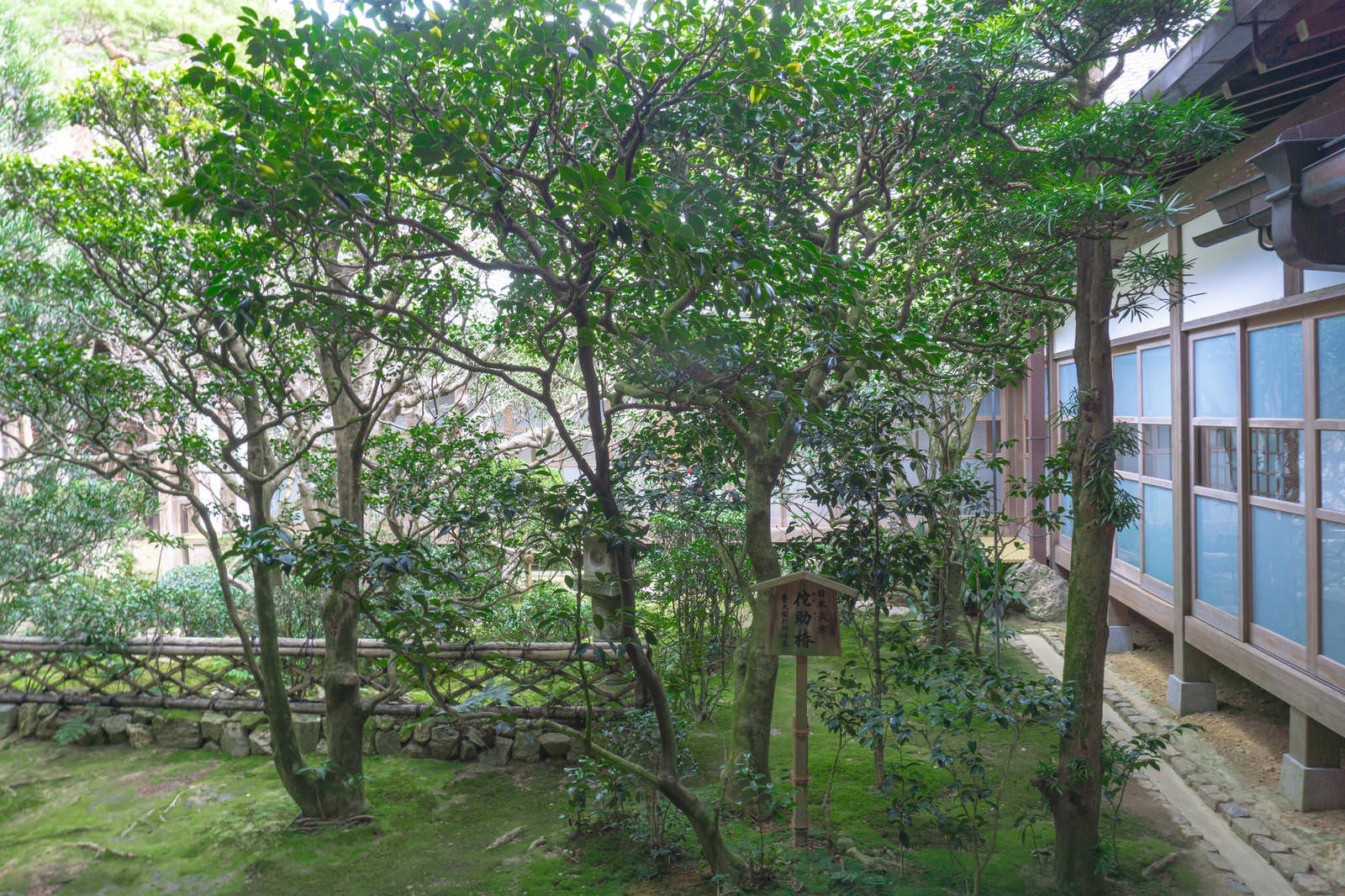 「龍安寺方丈側から見る侘助椿」の写真