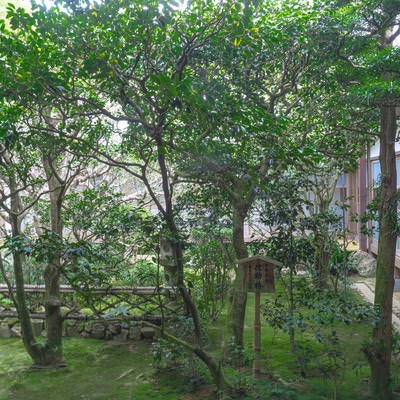 龍安寺方丈側から見る侘助椿の写真
