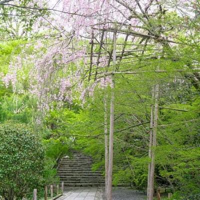 龍安寺の庫裏へと向かう参道沿いの枝垂桜の写真