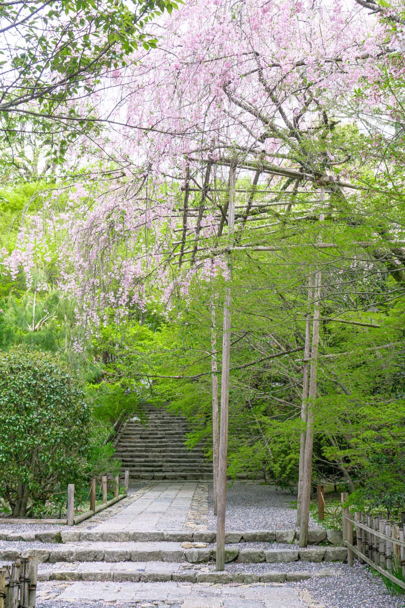 「龍安寺の庫裏へと向かう参道沿いの枝垂桜」の写真