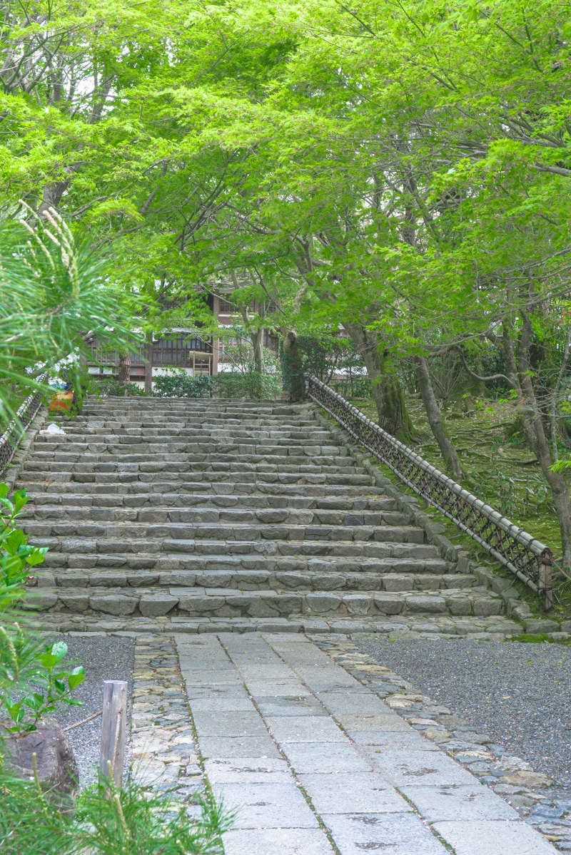「鮮やかな新緑に囲まれる春の龍安寺の石段」の写真