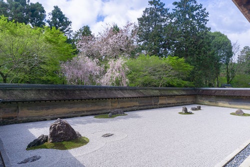 枝垂桜が彩を添える春の龍安寺石庭の写真