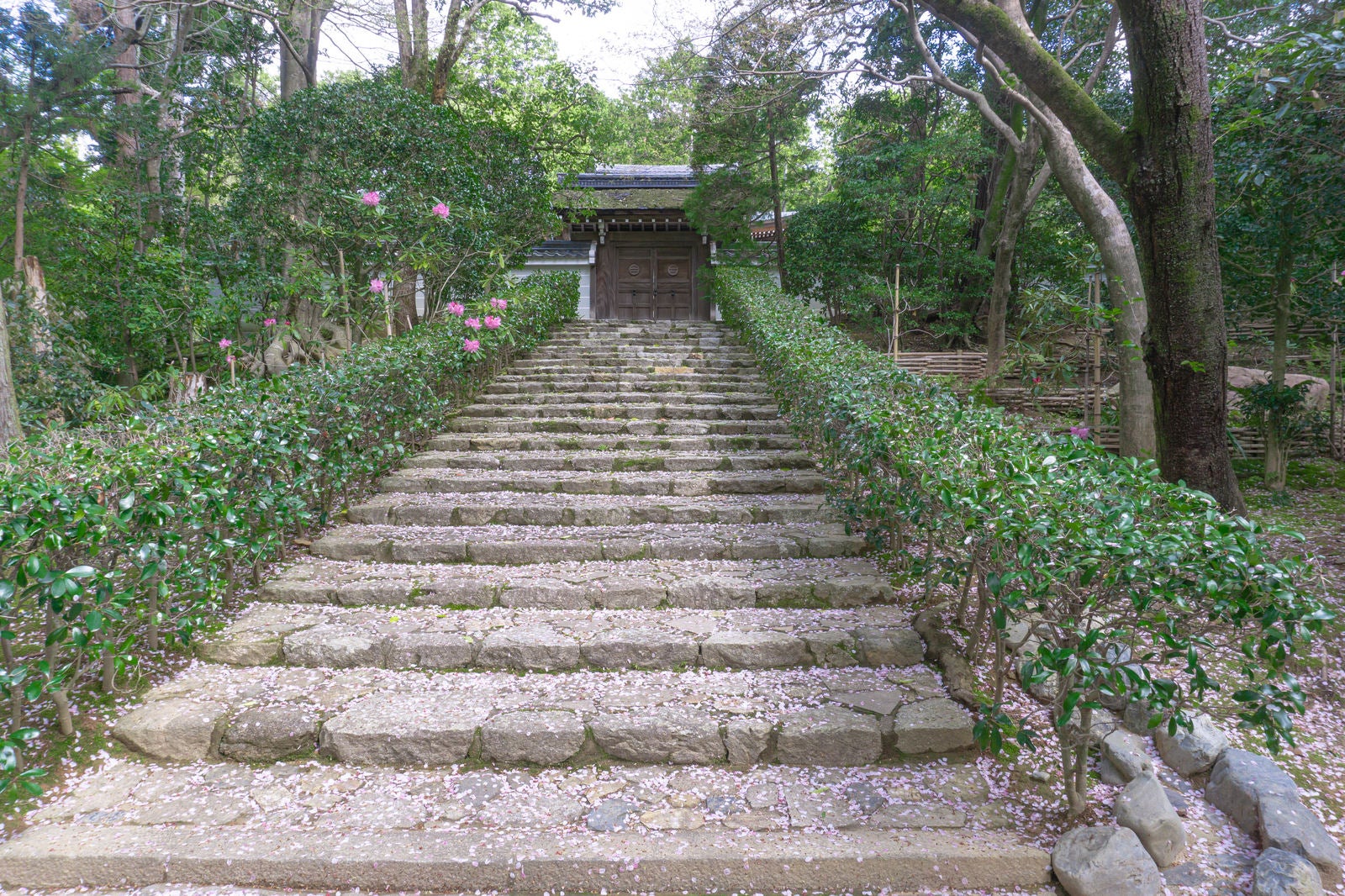 「桜の花びらが散る小さな門へと続く石段」の写真