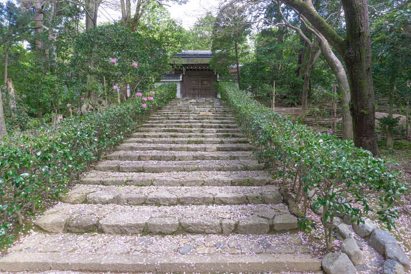 桜の花びらが散る小さな門へと続く石段の写真