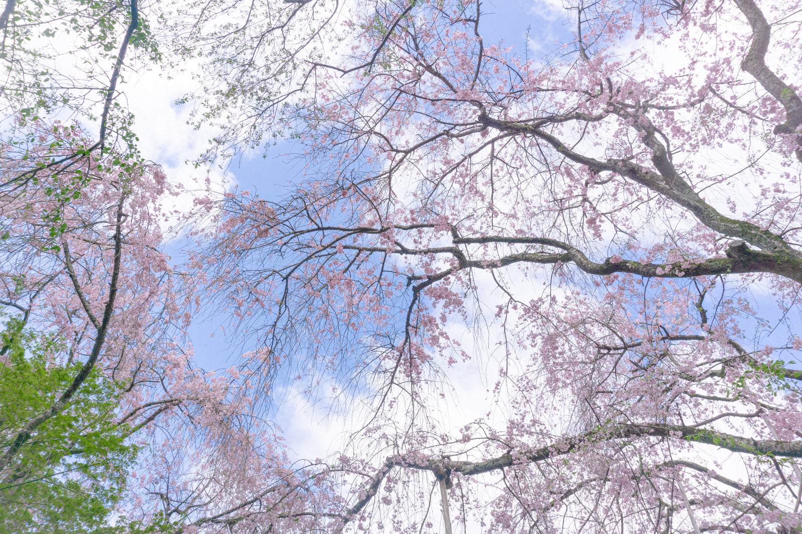 「美しい桜が覆う龍安寺桜苑の春の空」の写真