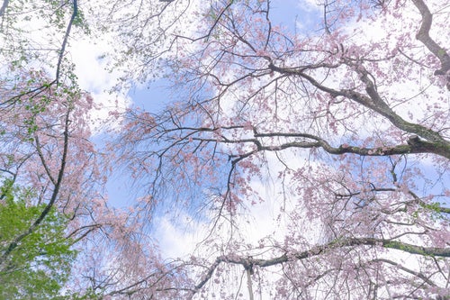美しい桜が覆う龍安寺桜苑の春の空の写真
