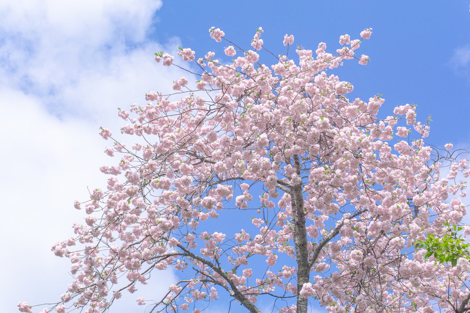 「球形に集まって咲く姿が可愛らしい手毬桜」の写真