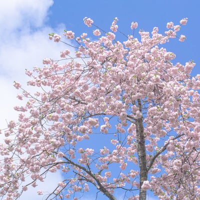 球形に集まって咲く姿が可愛らしい手毬桜の写真