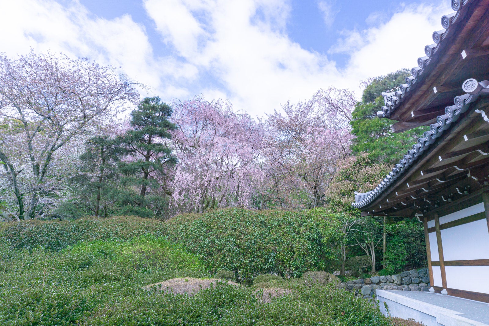 「龍安寺納骨堂と春の景色」の写真