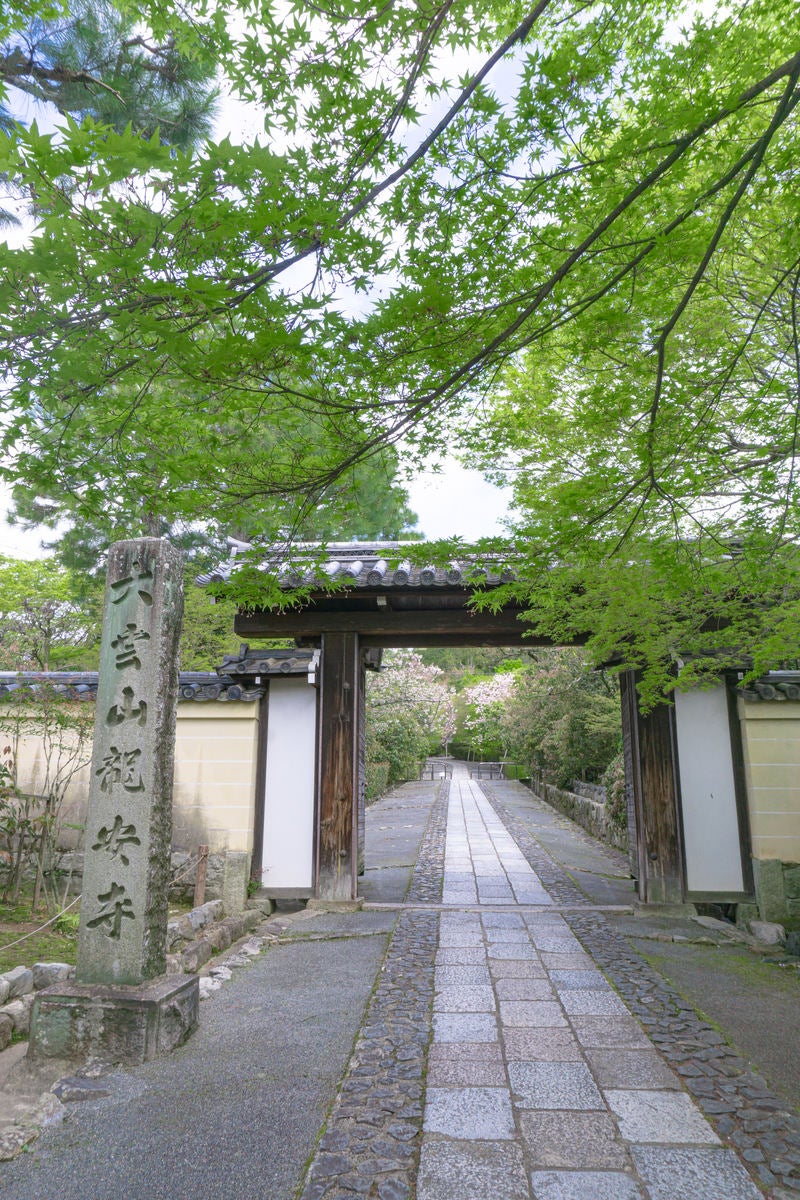 「青紅葉の龍安寺総門とまっすぐに伸びる石畳の参道」の写真