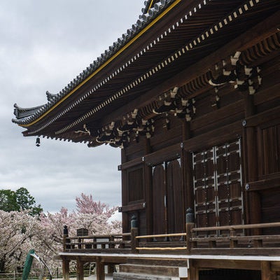 観音堂東側から見る御室桜（おむろざくら）の写真