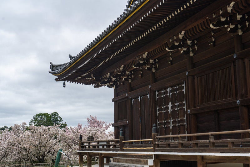 観音堂東側から見る御室桜（おむろざくら）の写真