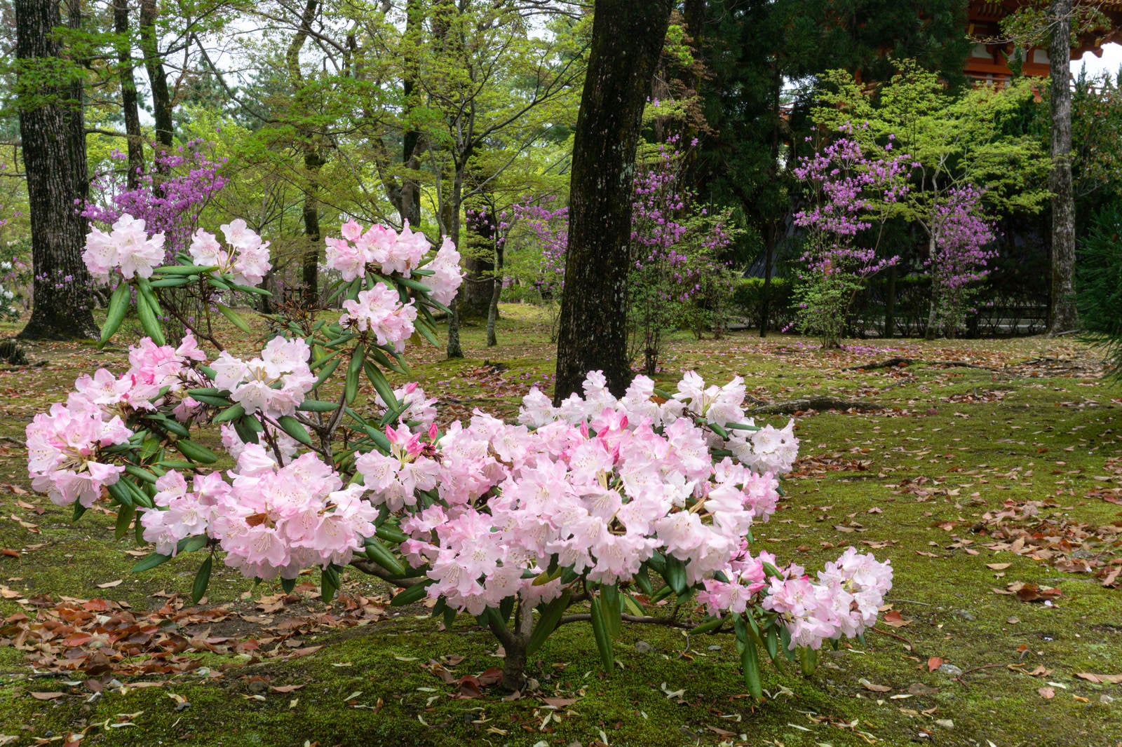 「鐘楼と金堂の間の林に咲くシャクナゲとミツバツツジ」の写真