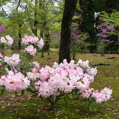 鐘楼と金堂の間の林に咲くシャクナゲとミツバツツジの写真