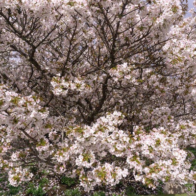 樹高が低いため目の前に満開の桜が広がる御室桜の写真