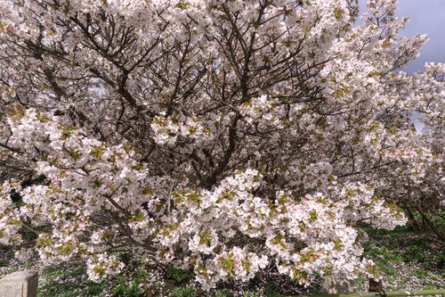 樹高が低いため目の前に満開の桜が広がる御室桜の写真