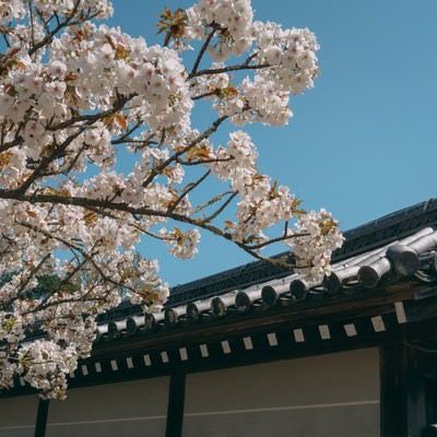 中門から続く塀と御室桜の写真