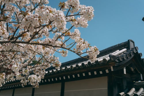 中門から続く塀と御室桜の写真