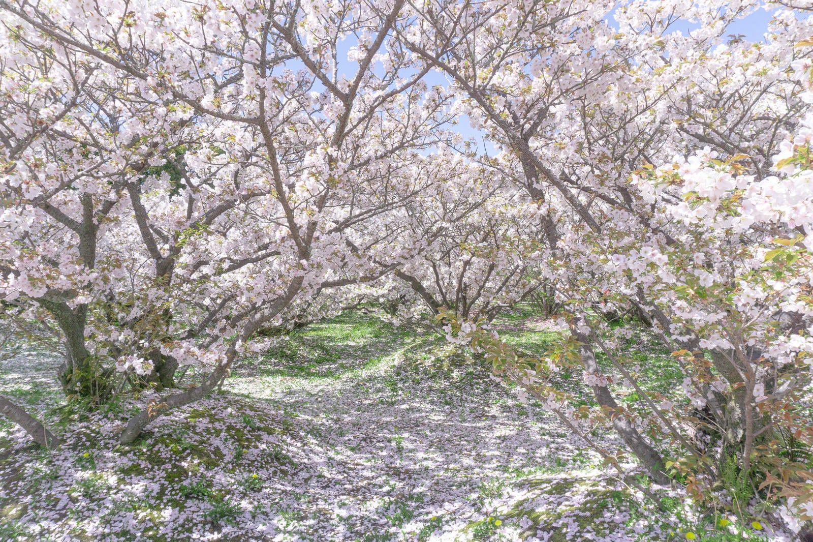 Cherry blossoms of Omuro standing in rows, adorning the ground with their own fallen petals - free stock photo