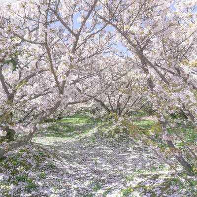 ▲自らの花びらで足元を彩り立ち並ぶ御室桜の写真