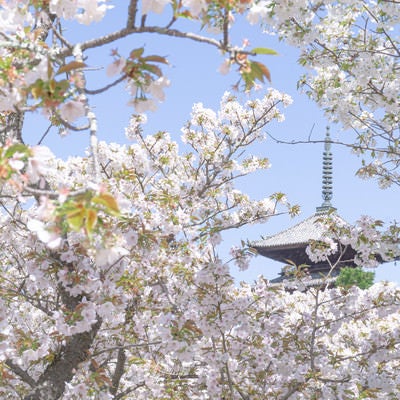 桜の合間に見える五重塔の写真