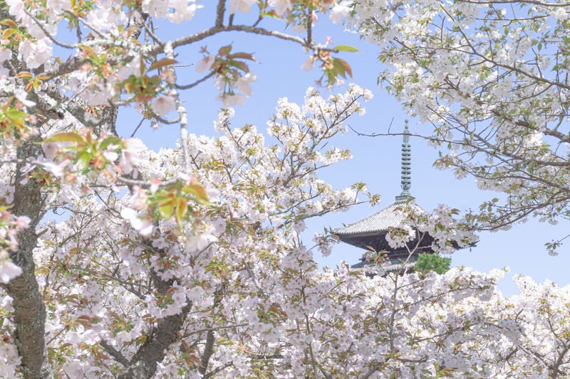 桜の合間に見える五重塔の写真