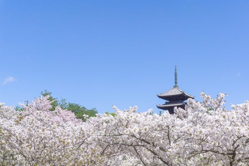 桜雲（おううん）から頭を見せる五重塔の写真
