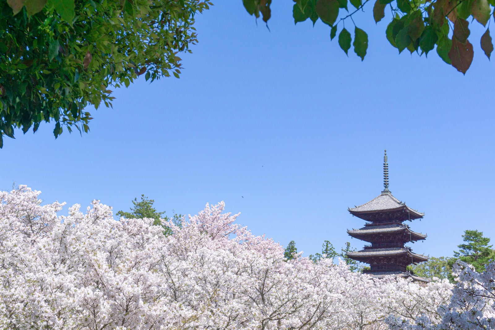 「木陰から眺める御室桜と五重塔」の写真