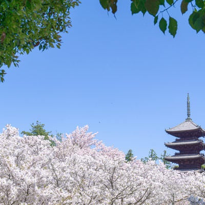 木陰から眺める御室桜と五重塔の写真