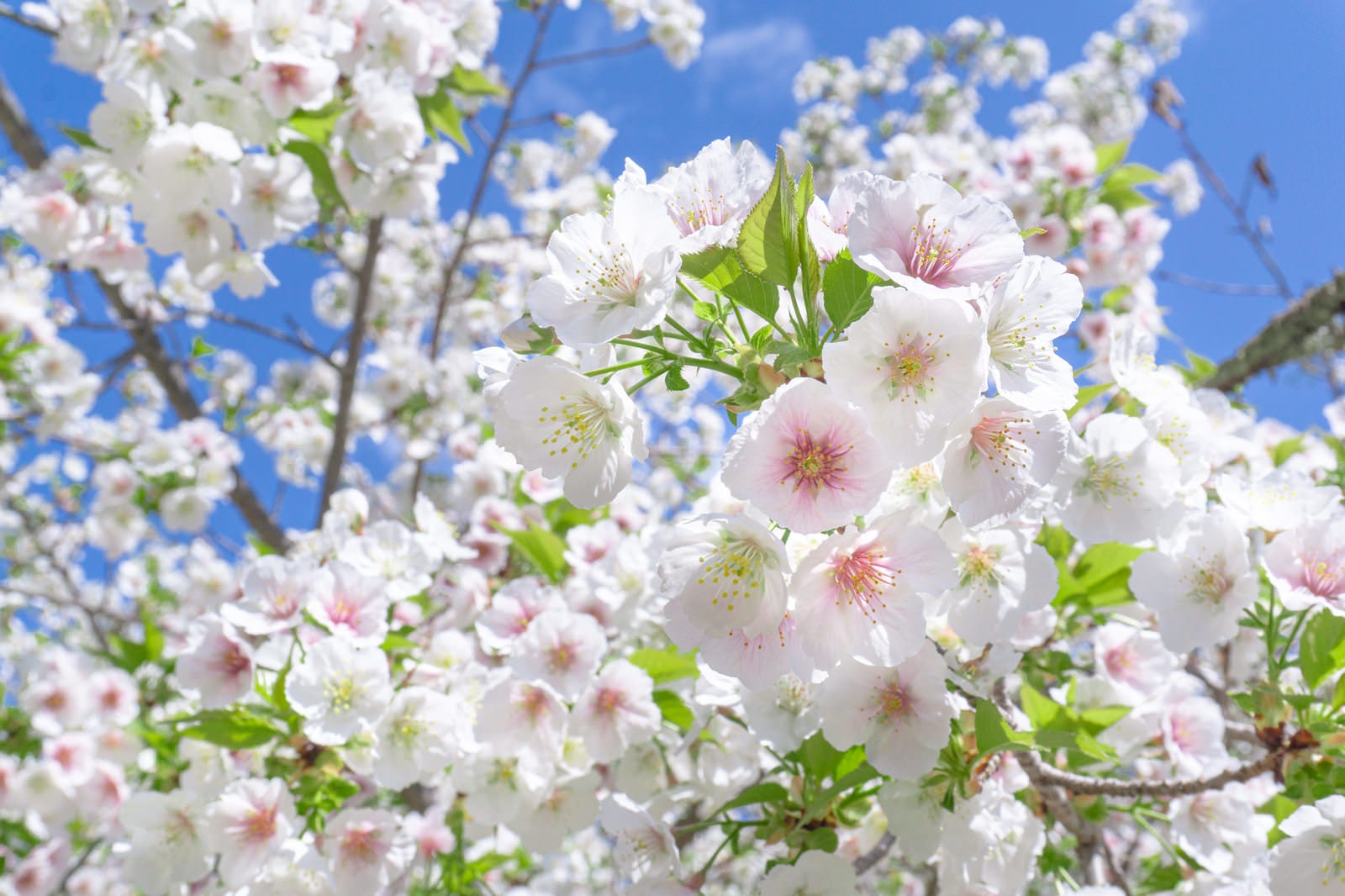 「頭上を彩る満開の桜」の写真