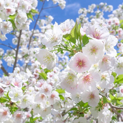 頭上を彩る満開の桜の写真