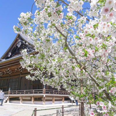 咲き誇る桜と仁和寺観音堂の写真