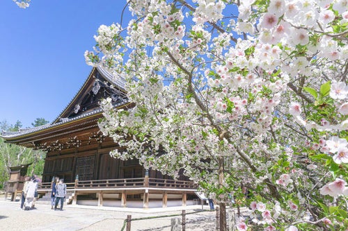 咲き誇る桜と仁和寺観音堂の写真