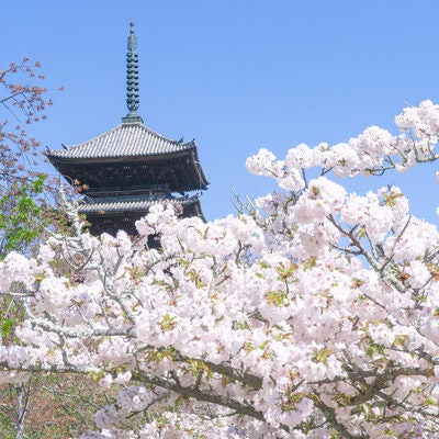 満開の桜と五重塔の写真
