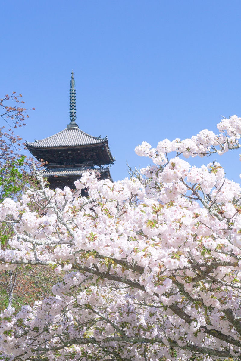 「満開の桜と五重塔」の写真
