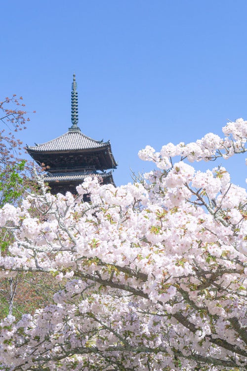 満開の桜と五重塔の写真