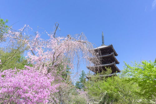 春の彩りに囲まれた仁和寺の五重塔の写真