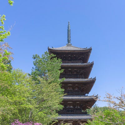 寛永21年（1644年）建立された総高36.18ｍ重要文化財の仁和寺五重塔の写真