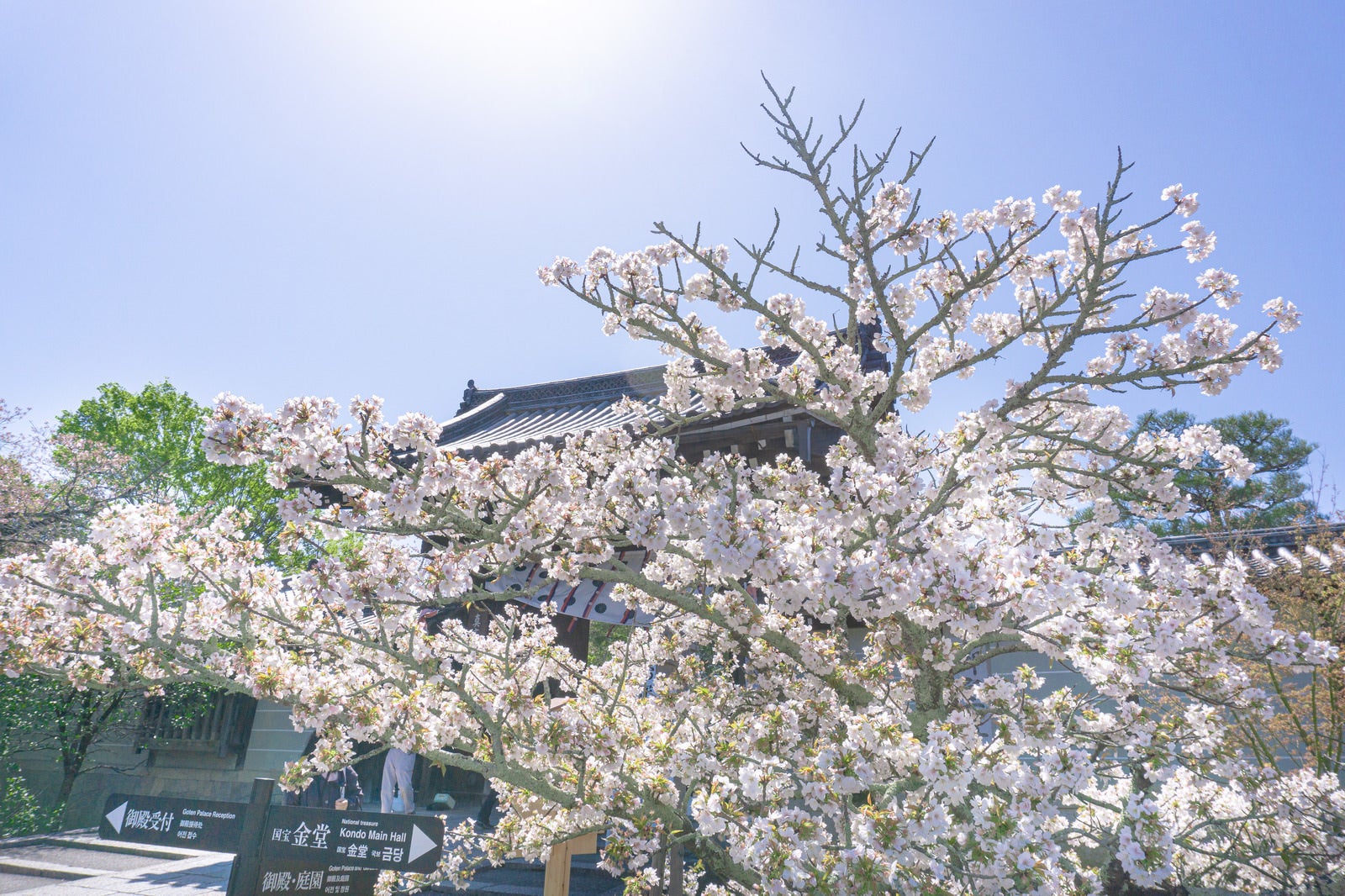 「逆光に輝く桜とその陰に建つ仁和寺本坊表門と案内看板」の写真