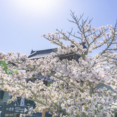 逆光に輝く桜とその陰に建つ仁和寺本坊表門と案内看板の写真