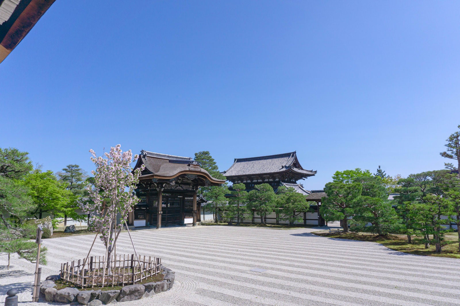 「白砂が広がる仁和寺の南庭（なんてい）に立つ左近の桜」の写真