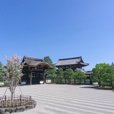 白砂が広がる仁和寺の南庭（なんてい）に立つ左近の桜の写真