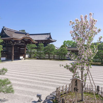 仁和寺の南庭（なんてい）の左近の桜とその立て札の写真