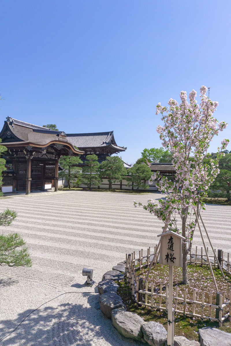 「仁和寺の南庭（なんてい）の左近の桜とその立て札」の写真