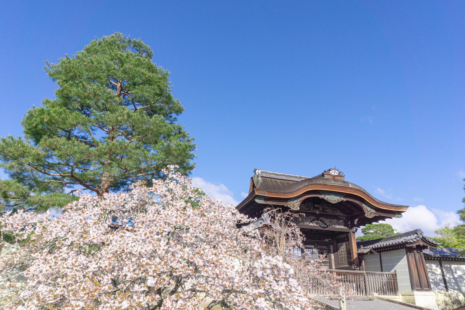 「桜と仁和寺の勅使門」の写真