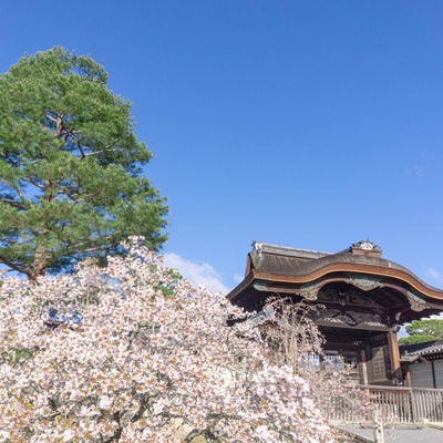 桜と仁和寺の勅使門の写真