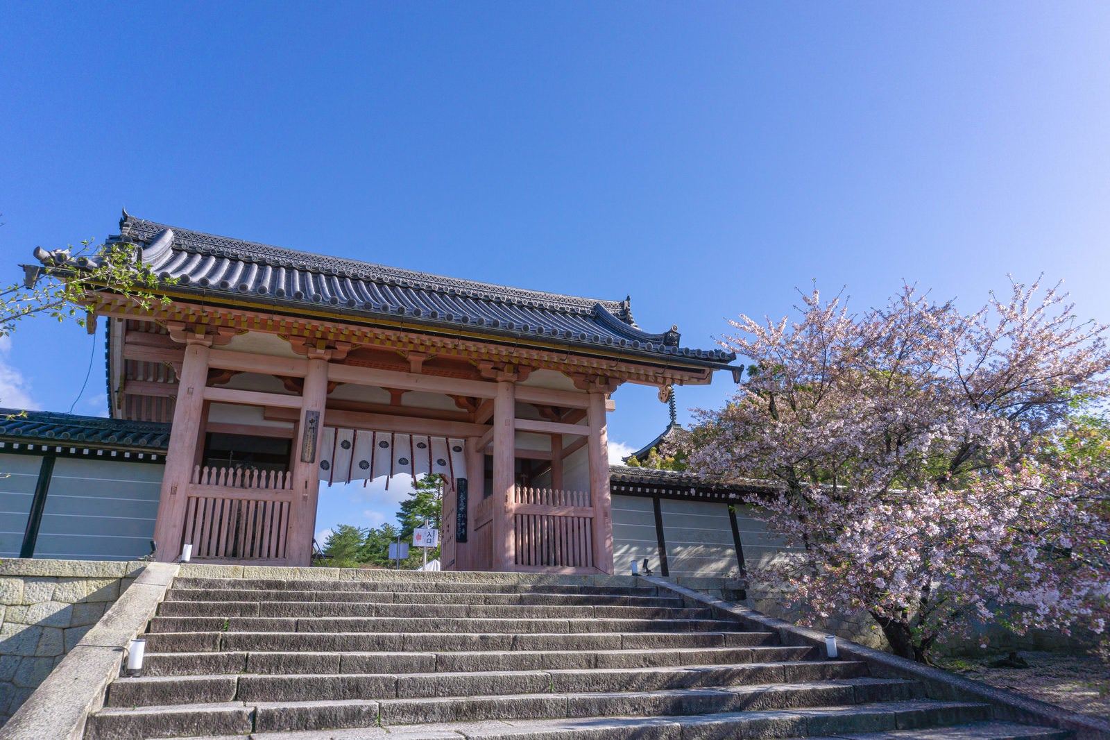 「脇に立つ桜とともに朝の光を浴びる仁和寺の中門」の写真