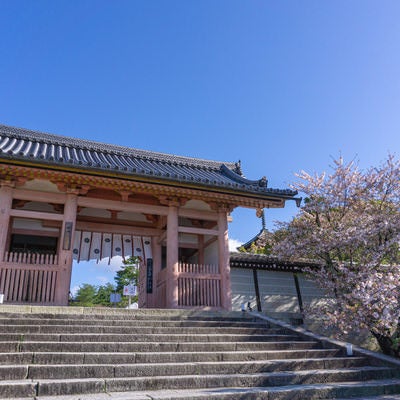 脇に立つ桜とともに朝の光を浴びる仁和寺の中門の写真
